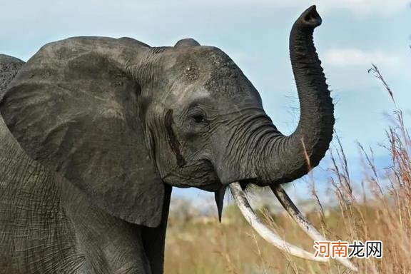 大象什么颜色的 大象是几级保护动物