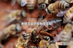 新蜂王会杀死老蜂王吗 新老蜂王的区别