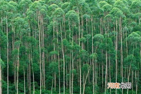 桉树有毒吗?桉树下面的山泉水能喝吗 桉树有什么作用