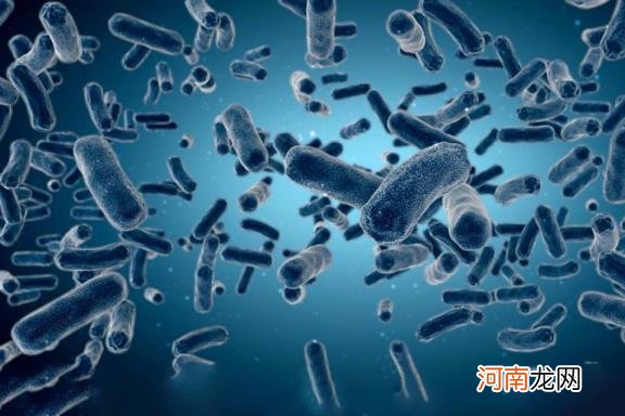细菌属于什么生物？ 细菌和病毒的区别
