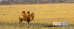 骆驼的寿命是多少年