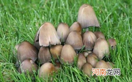 草菇烧笋的做法