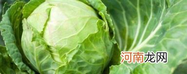 卷心菜简单介绍 卷心菜是什么样子的