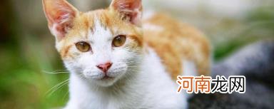 猫尾巴的作用介绍 猫尾巴有什么用