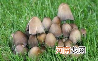 草菇怎么清洗