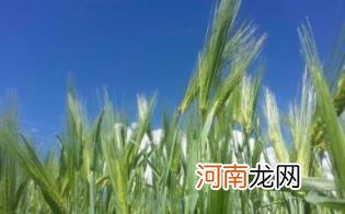 青稞茶怎么样