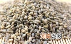 青稞酒是哪个民族的特色饮品