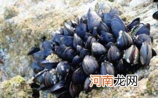 淡菜怎么洗