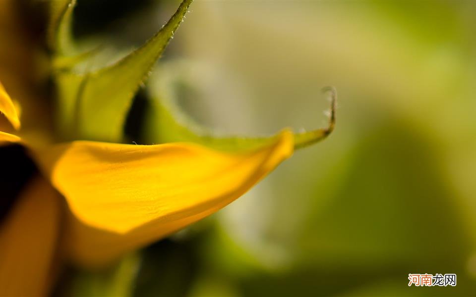 野生蜂蜜用开水冲还是温水 野生蜂蜜的好处