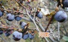 乌枣和黑枣是一种枣吗