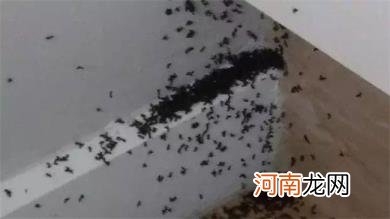 厨房如何巧除蚂蚁