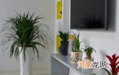 新家适合摆放绿植的品种是什么