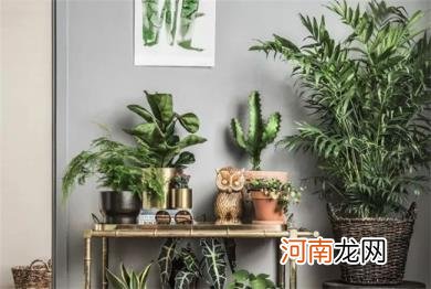 新家适合摆放绿植的品种是什么