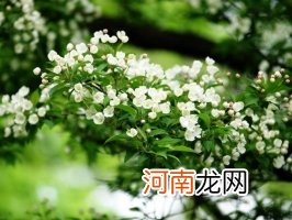 室内盆栽花卉如何选购：住所朝向环境，个人喜好