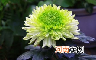 冬天怎么养护和修剪菊花：留根存芽，修剪别留手