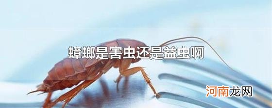 蟑螂是害虫还是益虫啊