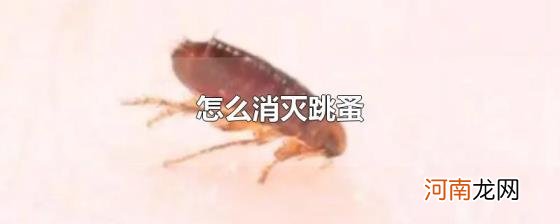 怎么消灭跳蚤