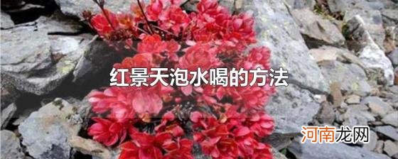 红景天泡水喝的方法