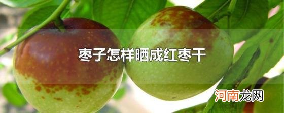 枣子怎样晒成红枣干