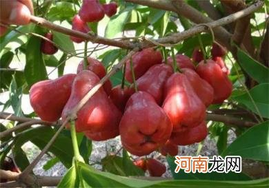 莲雾热量低营养丰富怎么吃好