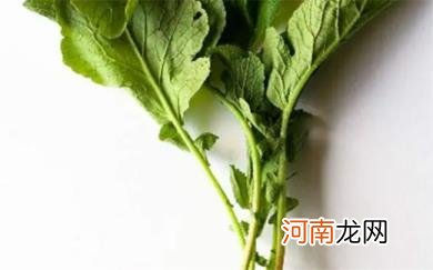 白萝卜叶子的功效与作用