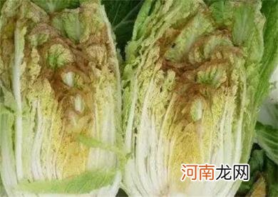 食用白菜时须注意的事项