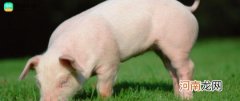 20%的金霉素可以治疗猪的球虫吗
