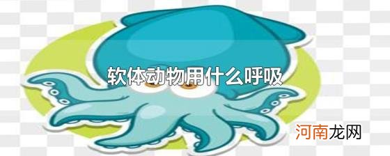 软体动物用什么呼吸