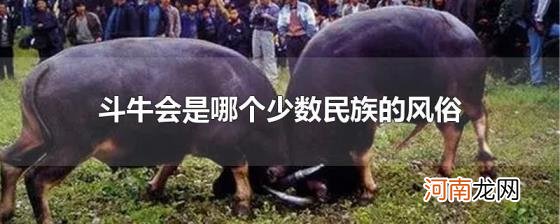 斗牛会是哪个少数民族的风俗