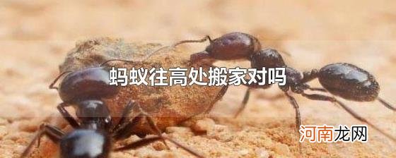 蚂蚁往高处搬家对吗