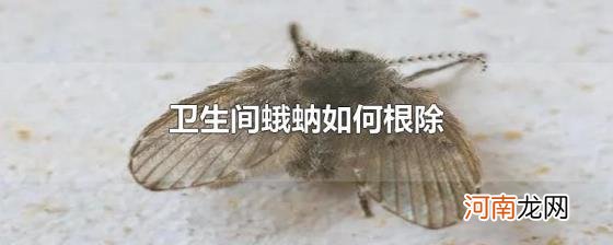 卫生间蛾蚋如何根除