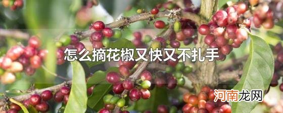 怎么摘花椒又快又不扎手