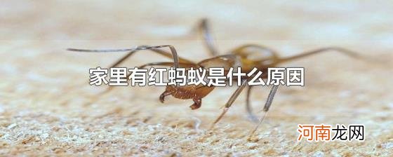 家里有红蚂蚁是什么原因