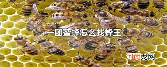 一团蜜蜂怎么找蜂王