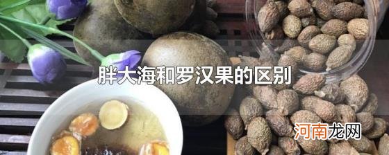 胖大海和罗汉果的区别