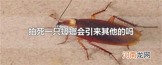 拍死一只蟑螂会引来其他的吗