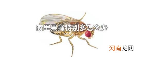 家里果蝇特别多怎么办