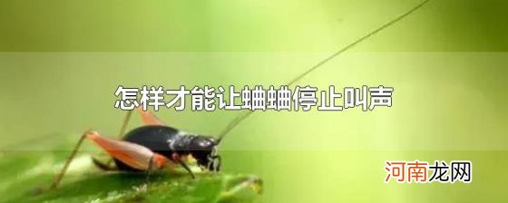 怎样才能让蛐蛐停止叫声