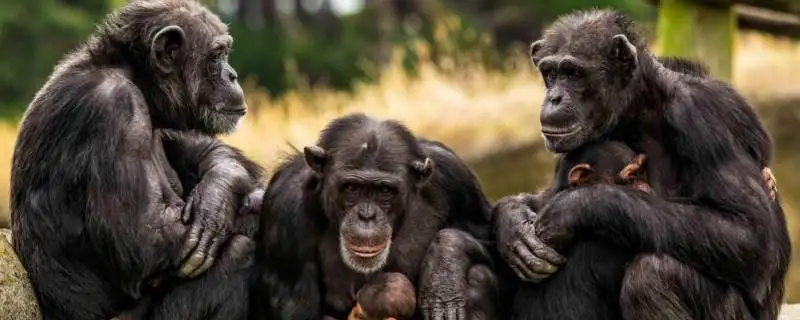 黑猩猩会制造工具吗