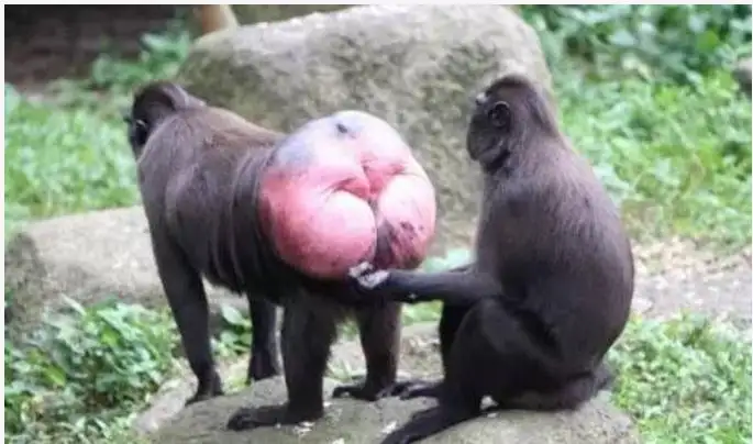 猴子的屁股为什么是红色的