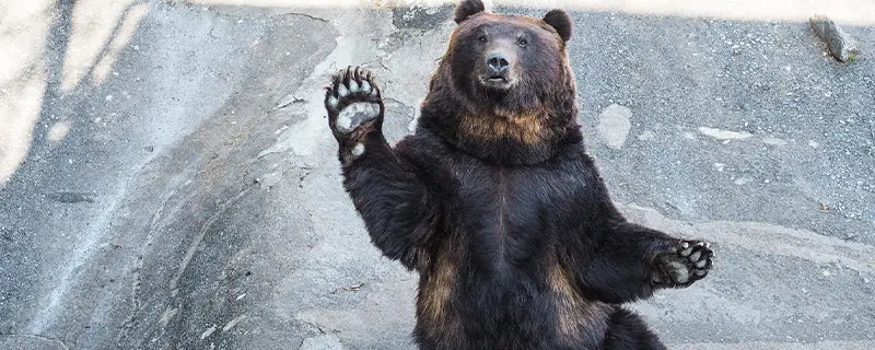 黑熊都是黑色的吗