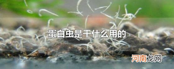 蛋白虫是干什么用的