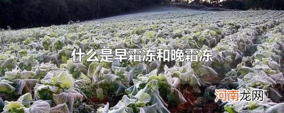 什么是早霜冻和晚霜冻