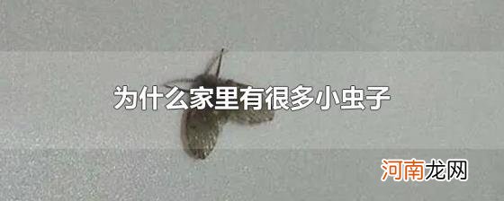 为什么家里有很多小虫子