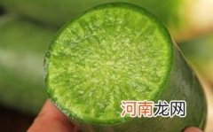 沙窝萝卜可以腌制吗