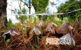 鸡枞菌可以人工种植吗