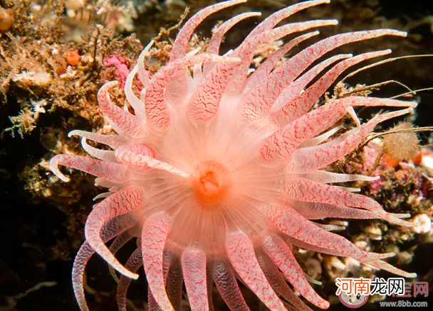 以下哪种海洋动物|猜猜以下哪种海洋动物可以保护寄居蟹 神奇海洋12月10日答案