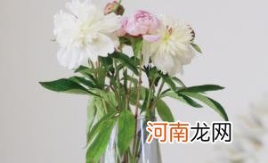 芍药花为什么叫将离