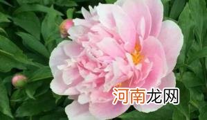 芍药花为什么叫将离