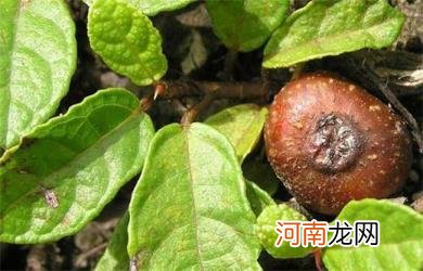 地枇杷的6大药用功效